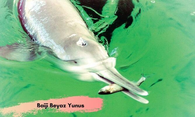 dünyada ve türkiye'de nesli tükenen hayvanlar baiji beyaz yunus