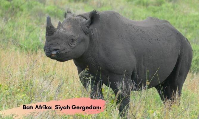 dünyada ve türkiye'de nesli tükenen hayvanlar batı afrika siyah gergedanı