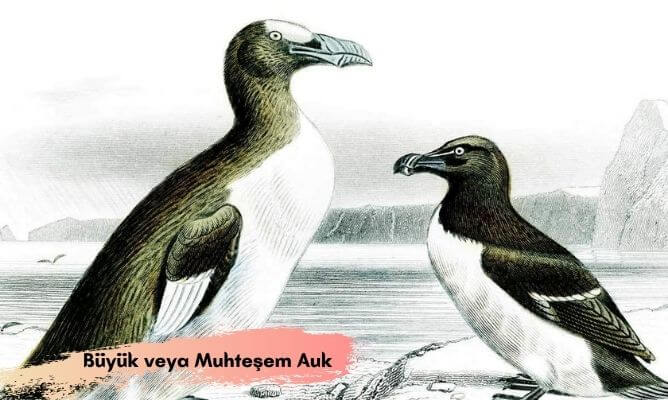 dünyada ve türkiye'de nesli tükenen hayvanlar büyük veya muhteşem auk