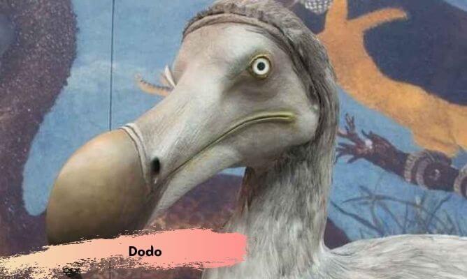 dünyada ve türkiye'de nesli tükenen hayvanlar dodo