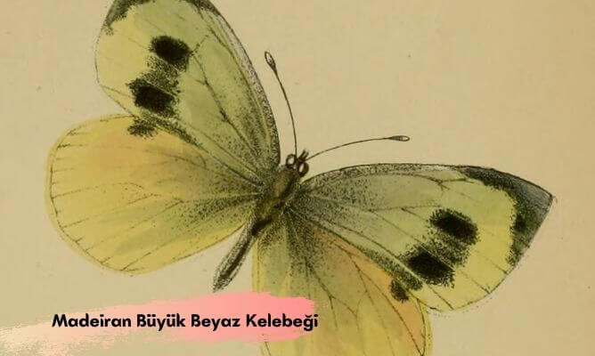 dünyada ve türkiye'de nesli tükenen hayvanlar madeiran büyük beyaz kelebeği