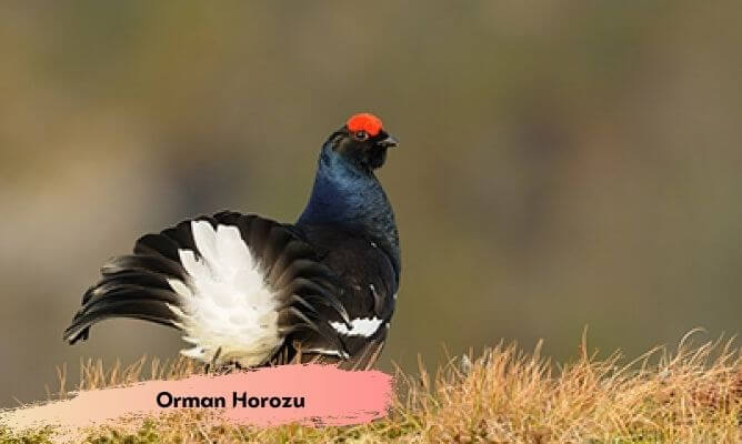dünyada ve türkiye'de nesli tükenen hayvanlar orman horozu