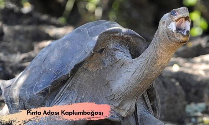 dünyada ve türkiye'de nesli tükenen hayvanlar pinta adası kaplumbağası