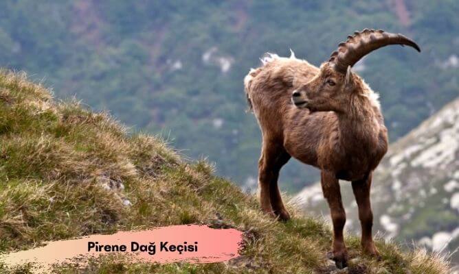 dünyada ve türkiye'de nesli tükenen hayvanlar pirene dağ keçisi