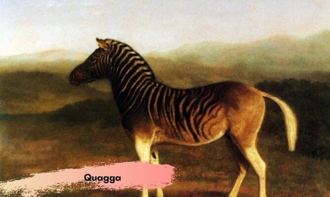 dünyada ve türkiye'de nesli tükenen hayvanlar quagga