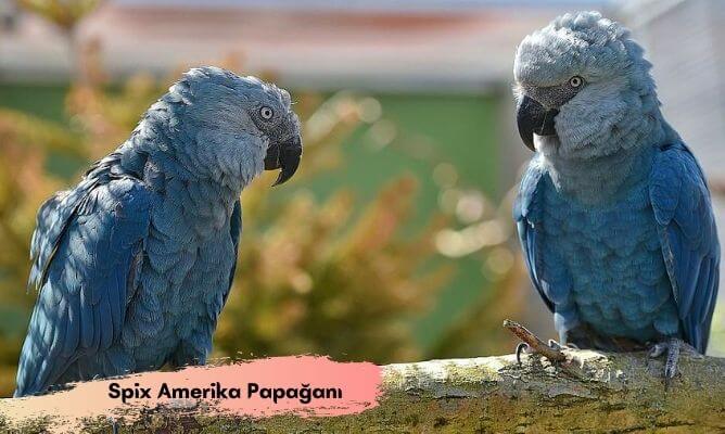 dünyada ve türkiye'de nesli tükenen hayvanlar spix amerika papağanı