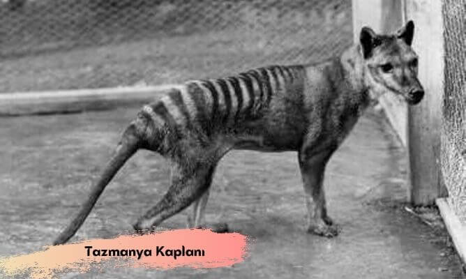 dünyada ve türkiye'de nesli tükenen hayvanlar tazmanya kaplanı