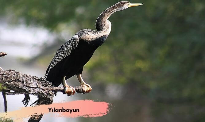 dünyada ve türkiye'de nesli tükenen hayvanlar yılanboyun