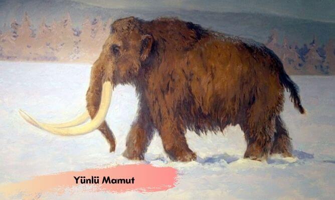 dünyada ve türkiye'de nesli tükenen hayvanlar yünlü mamut